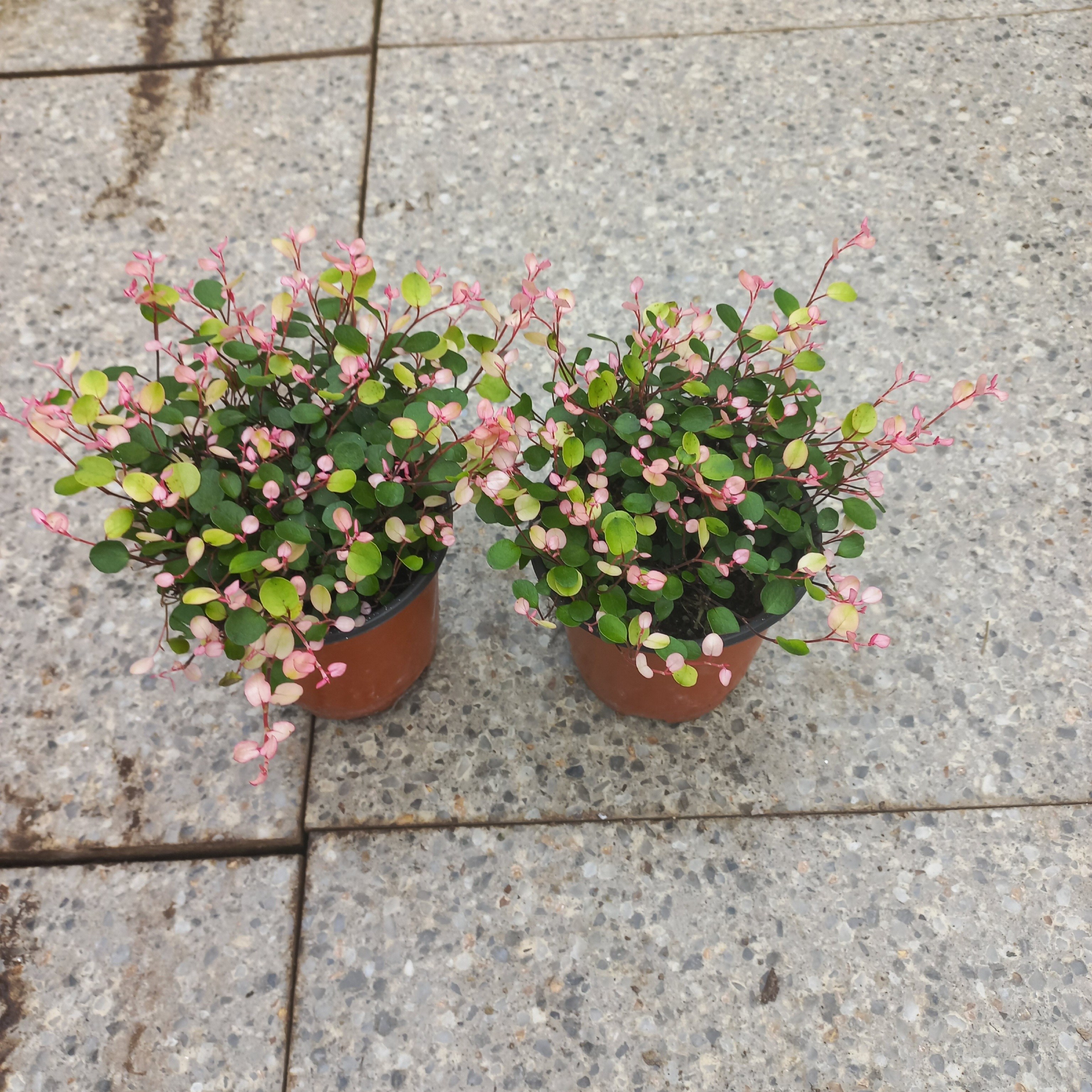 핑크트리안2개묶음 8,940원