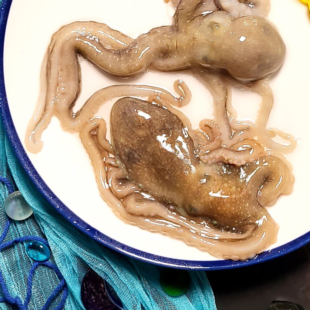 오늘잡은 목포 중대낙지 20마리 국산 산낙지 무안 낙지 신안 뻘낙지 볶음 283,200원