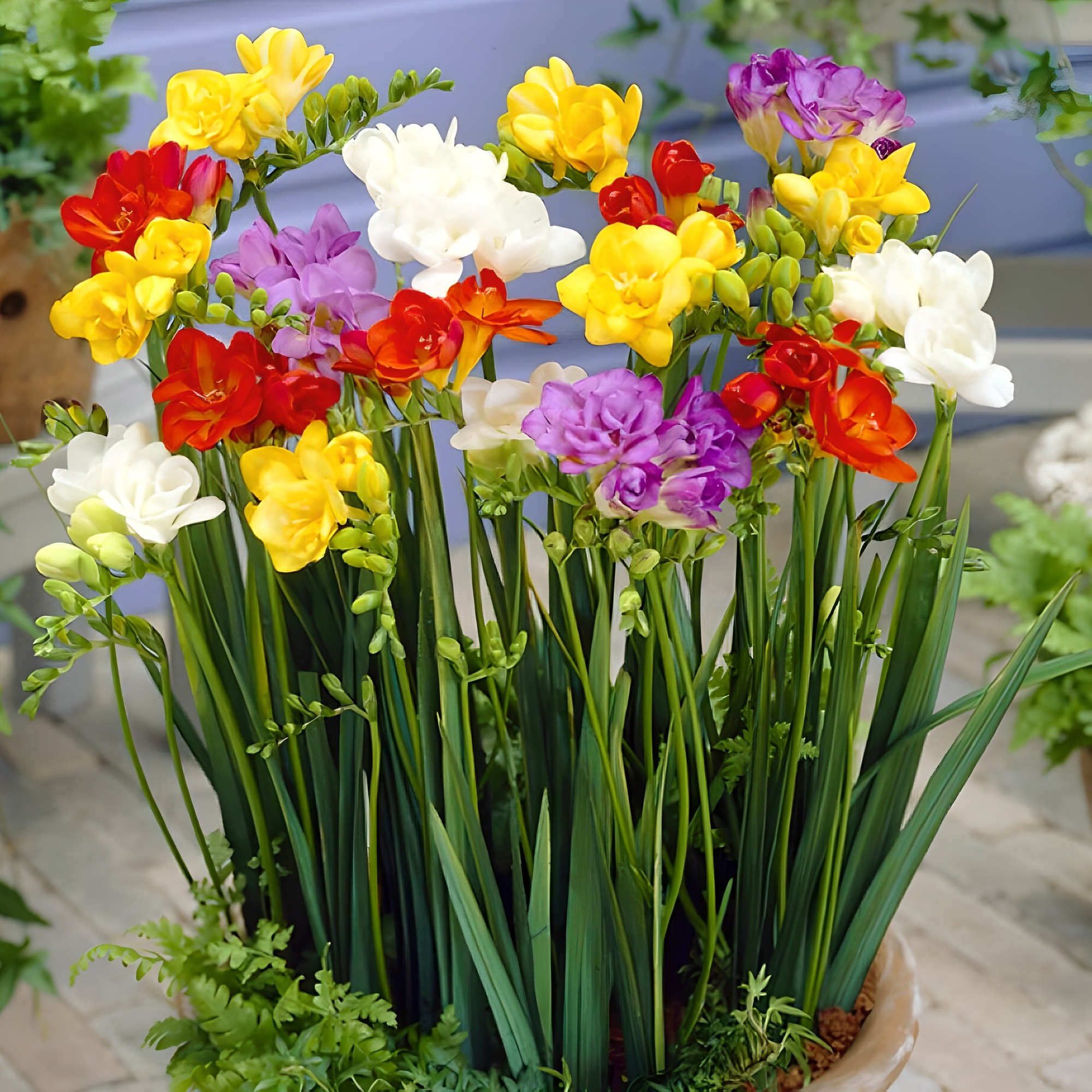 프리지아 구근 겹꽃 혼합 16,500원