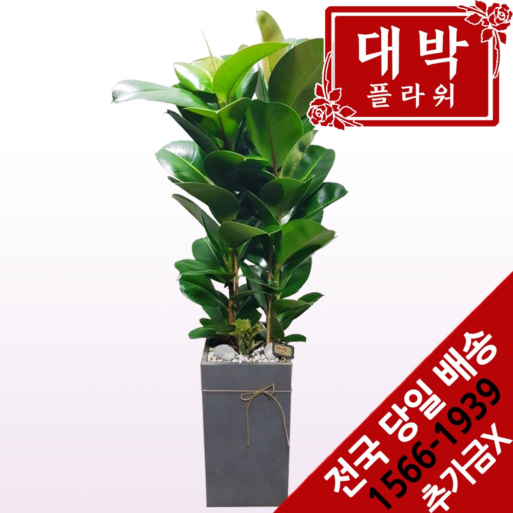 대박플라워 고무나무 개업화분 집들이선물 실내인테리어화분 공기정화식물 관엽식물 꽃배달 118,600원