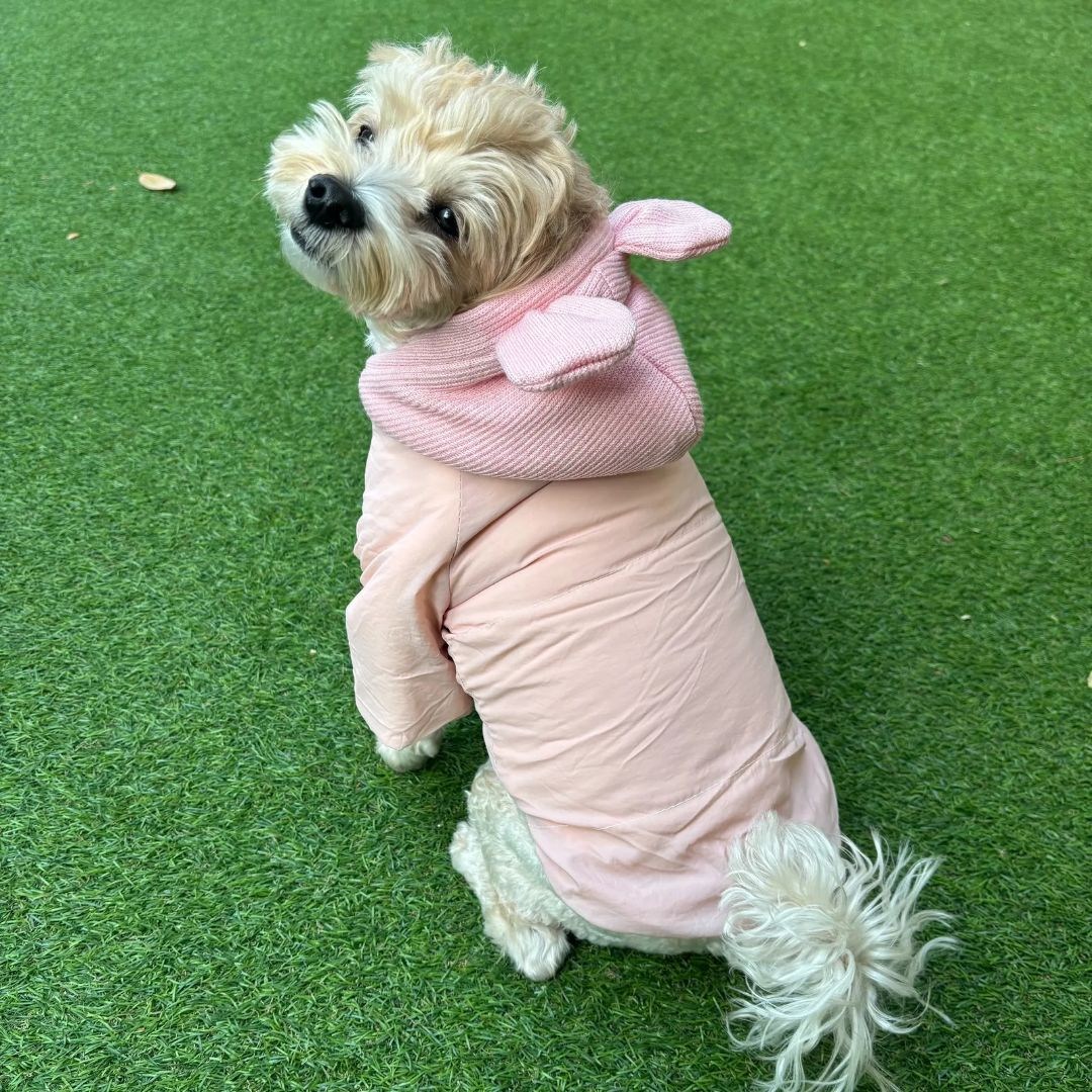 아리스랩 강아지패딩 조끼 애견 겨울옷 19,900원