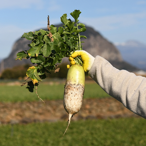 [최상급 제주 월동무] 달달 아삭한 제철 햇무 겨울 제주 월동무, 1세트, 제주 월동무10kg (8~15개 내외) 34,900원