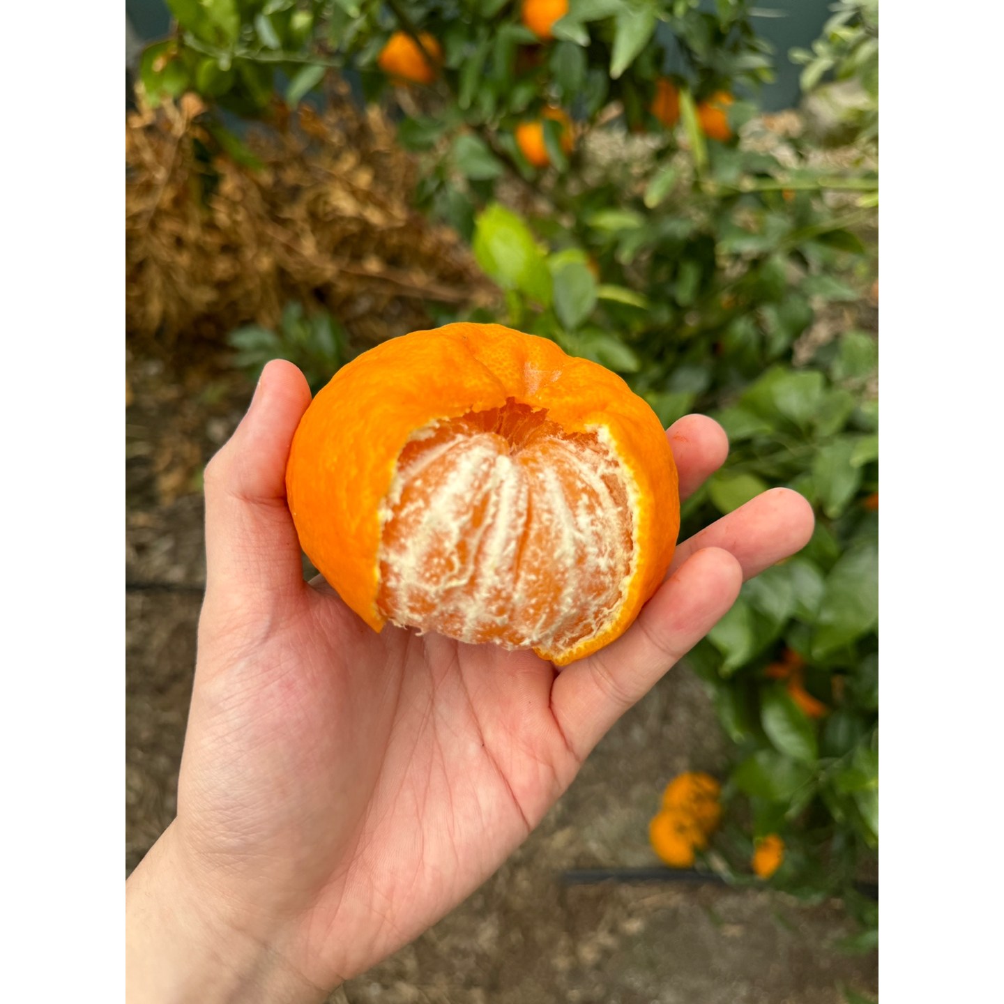 [귤 신품종]   한정판 윈터프린스 68,200원