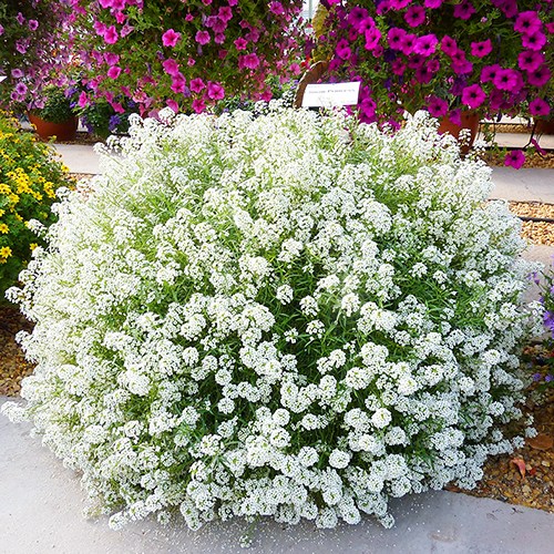 알리섬 3색 씨앗 소포장 선택구매, 1개 30,000원