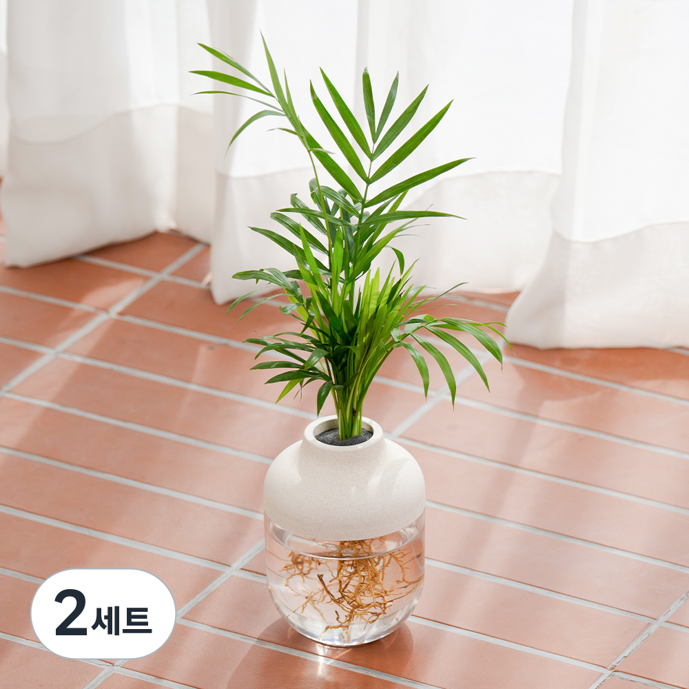 [로켓프레시] 메이크정글 수경재배 식물 테이블야자 + 아쿠아캡슐 1호 화분 DIY 세트, 베이지(화분), 2세트 25,250원