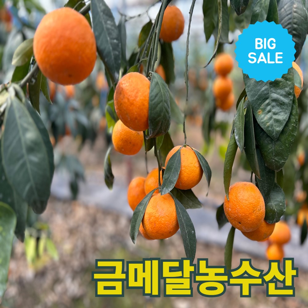 금메달농수산 산지직송 제주도 정품 카라향 12,900원
