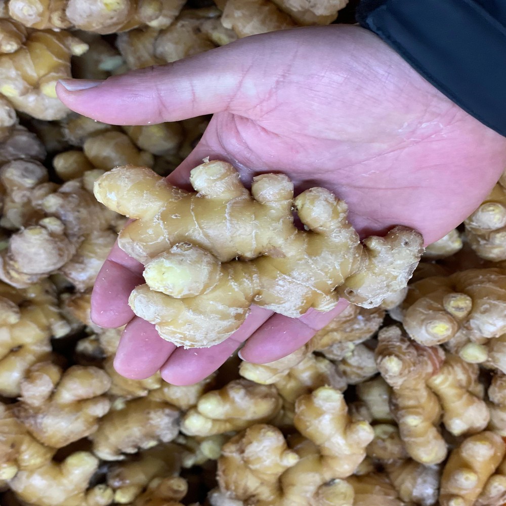 [정품] 금메달농수산 산지직송 세척생강 15,600원