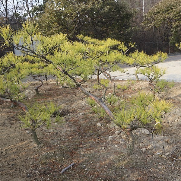 조형 황금소나무 묘목 15년생 상록수 관상수 조경용 정원가꾸기 원예 가드닝 나무키우기, 1개, 12번 351,000원