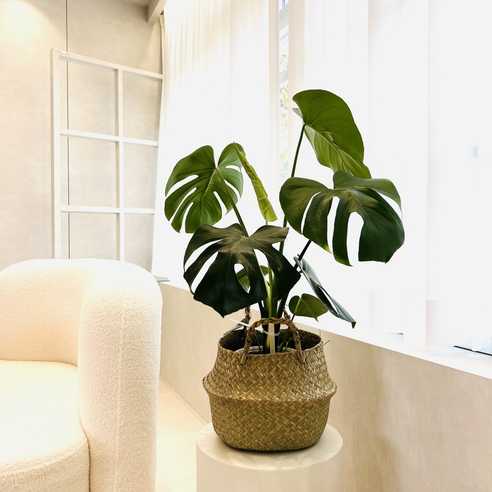 해초바구니 왕골 라탄바구니, L, 1개 8,500원