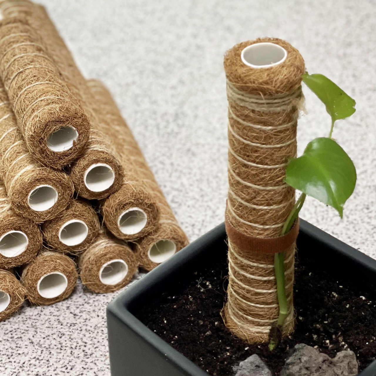 수태봉 몬스테라 식물 지지대 코코넛봉 연결형 플라스틱 우드, 50cm, 1개 5,500원