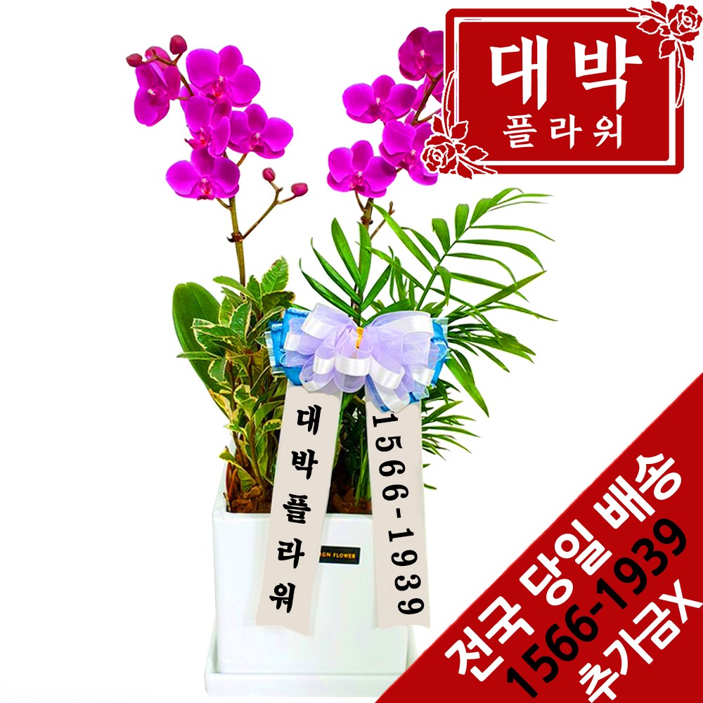 대박플라워 만천홍 서양란 승진선물 취임 영전 이전 개업선물 부모님선물 꽃배달, 1개 53,600원