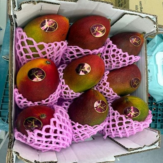 애플망고 과일 냉동망고 망고 2kg 4~5입 111,200원