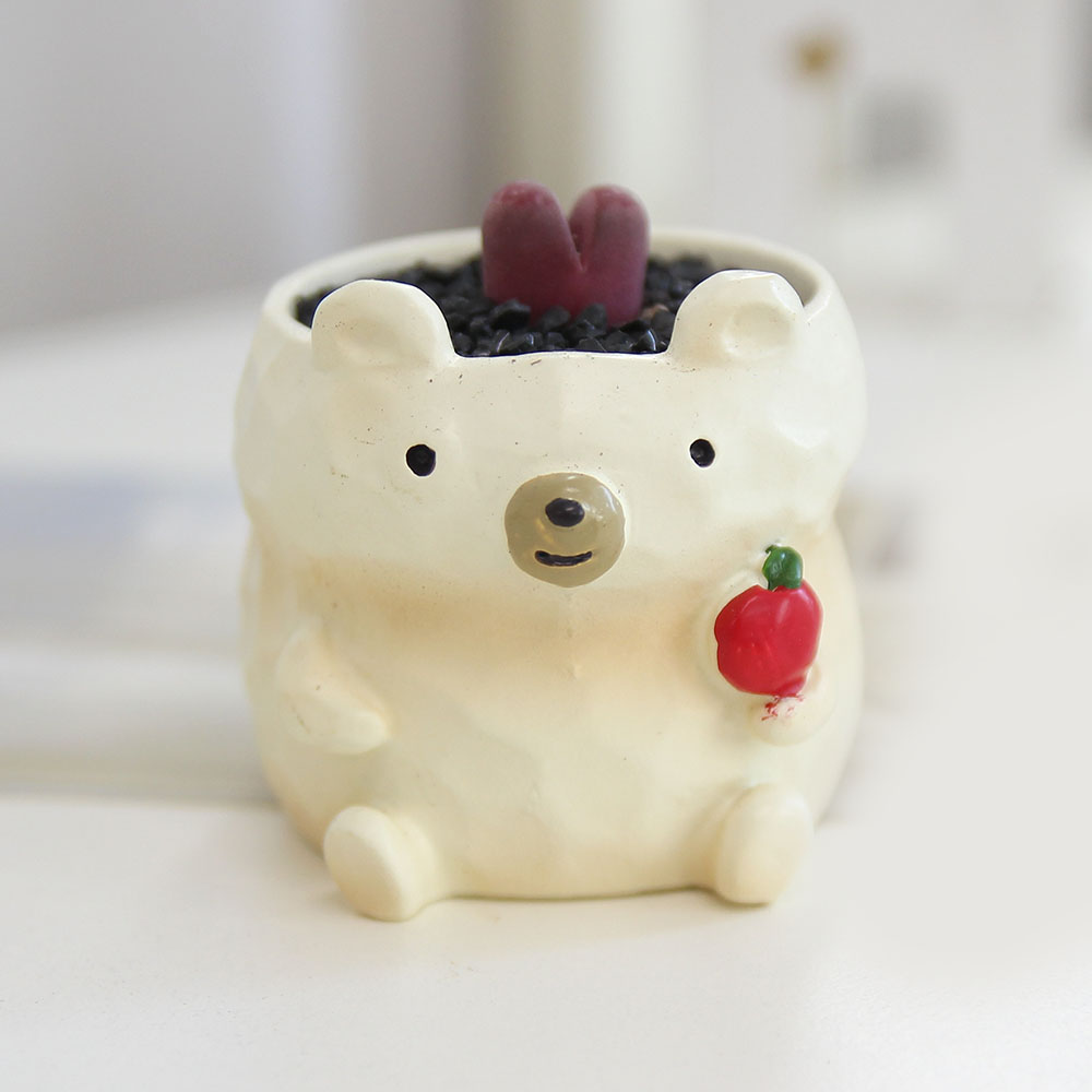 아프리카 식물  코노피튬 루브라 루비 희귀 반려 식물 곰돌이 화분 19,600원