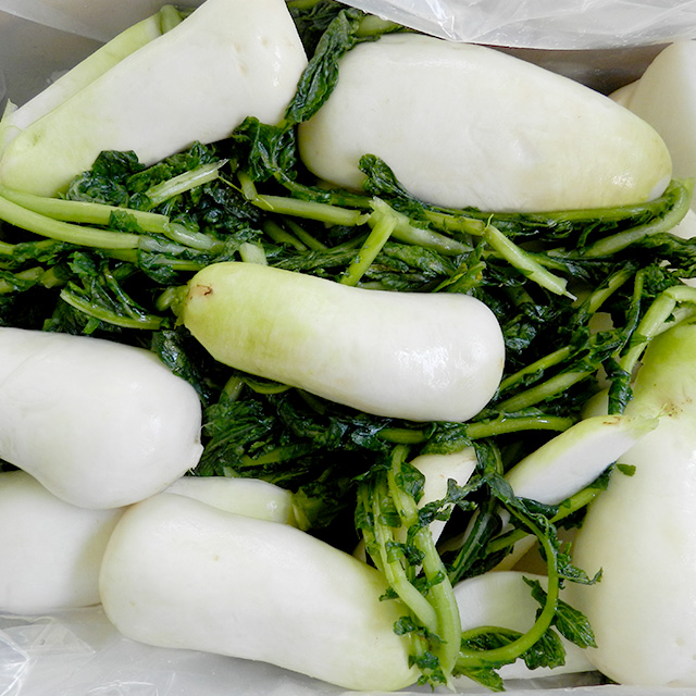 김장할때 같이 담는 황토 절임 세척 알타리무 초롱무 총각무 10kg(5단내외) / 즉시출고 56,900원