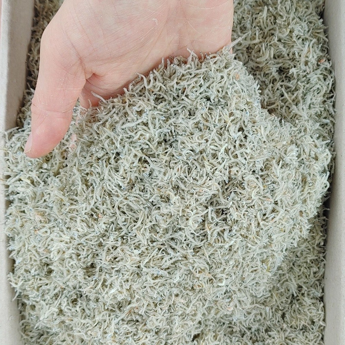 국산 볶음용 어린이 세세멸치 1.5kg (상급) 우리바다자연식품, 1개, 1.5kg 32,500원