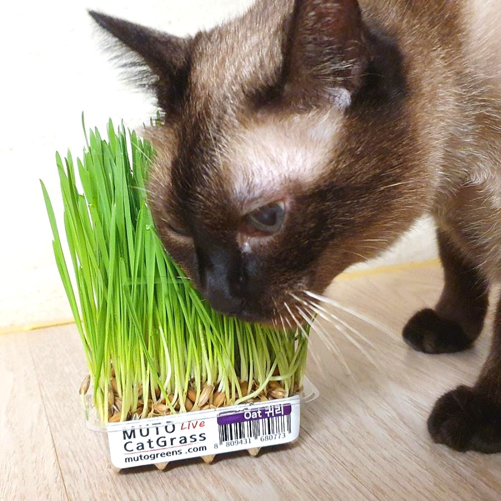 뮤토 잘키운 친환경 베이직 캣그라스 생화 보리/귀리 선택 7,440원