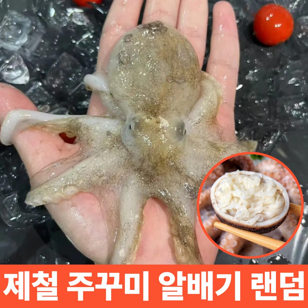당일발송 국내산  활쭈꾸미 생물 쭈꾸미 알배기 랜덤 봄 알쭈꾸미 샤브샤브용 서해 산지직송 2시이전 당일발송 116,800원
