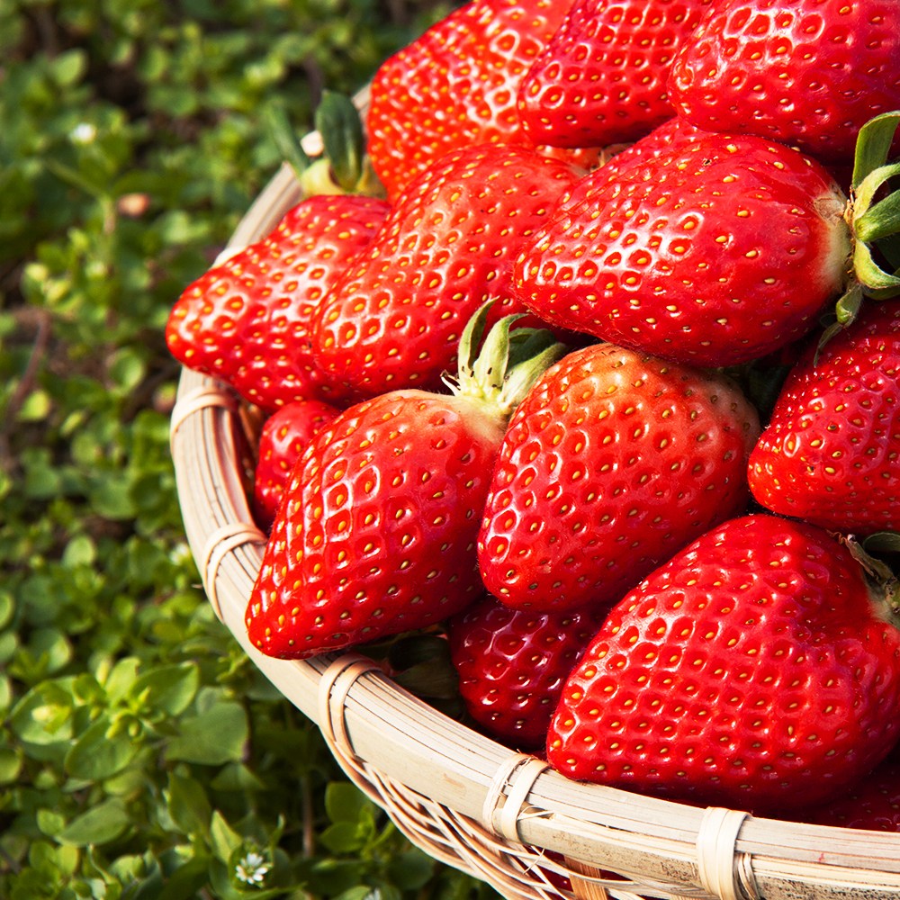 [산지직송] 고당도 하우스 설향 딸기 brix 12-15, 1개, 딸기 1kg(2팩) 14,900원