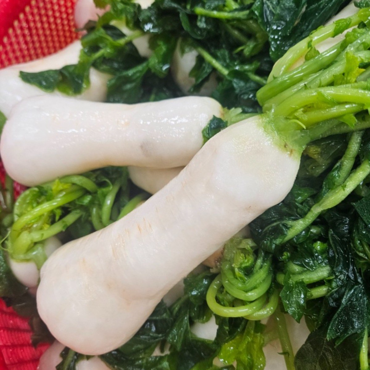 [아리파머스] 절임 알타리무 강원도 총각무 손질 세척한 3.5.10kg 선택가능 알타리 김치, 절임알타리 10kg 59,900원