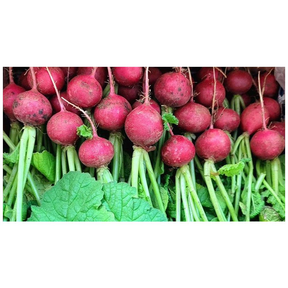 야채왕 샐러드 적환 1kg 레디쉬 적환무 래디쉬 래디시 빨간무, 1kg, 1개 18,900원