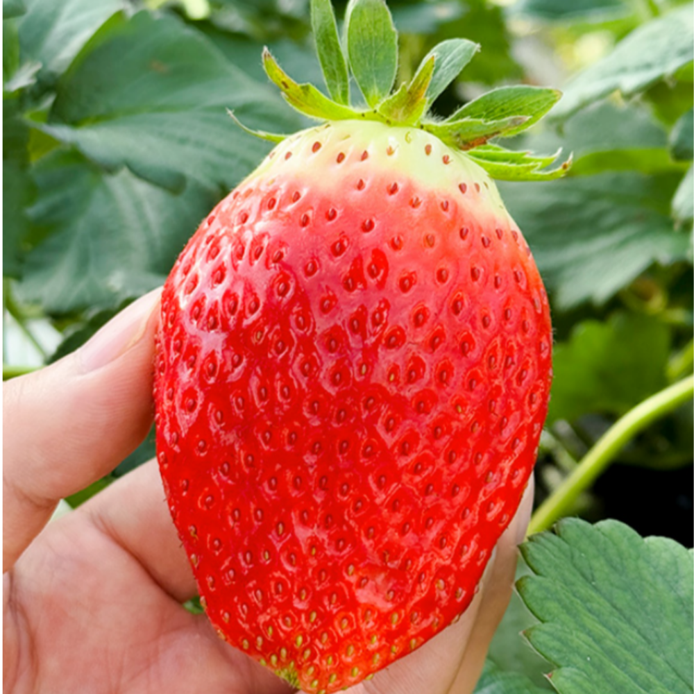 [재판매특가] 복숭아향 명품 킹스베리 딸기 대왕특, 1박스, 왕왕 400g(5-7과) 25,900원