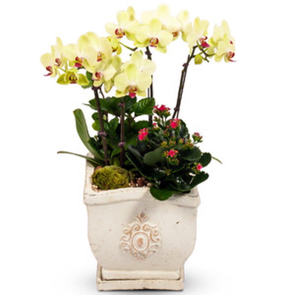 나눔플라워 전국 저가 서양란 취임 진급 승진 개업 승진란 개업란 진급란 축하 꽃배달서비스 당일꽃배달 78,000원