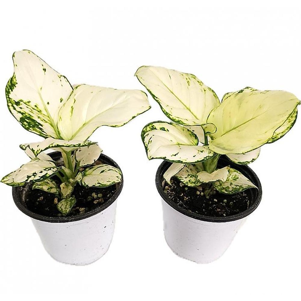 베하몰 실내화초 1+1 아글레오네마 화이트엔젤 약18cm, 2개 12,970원