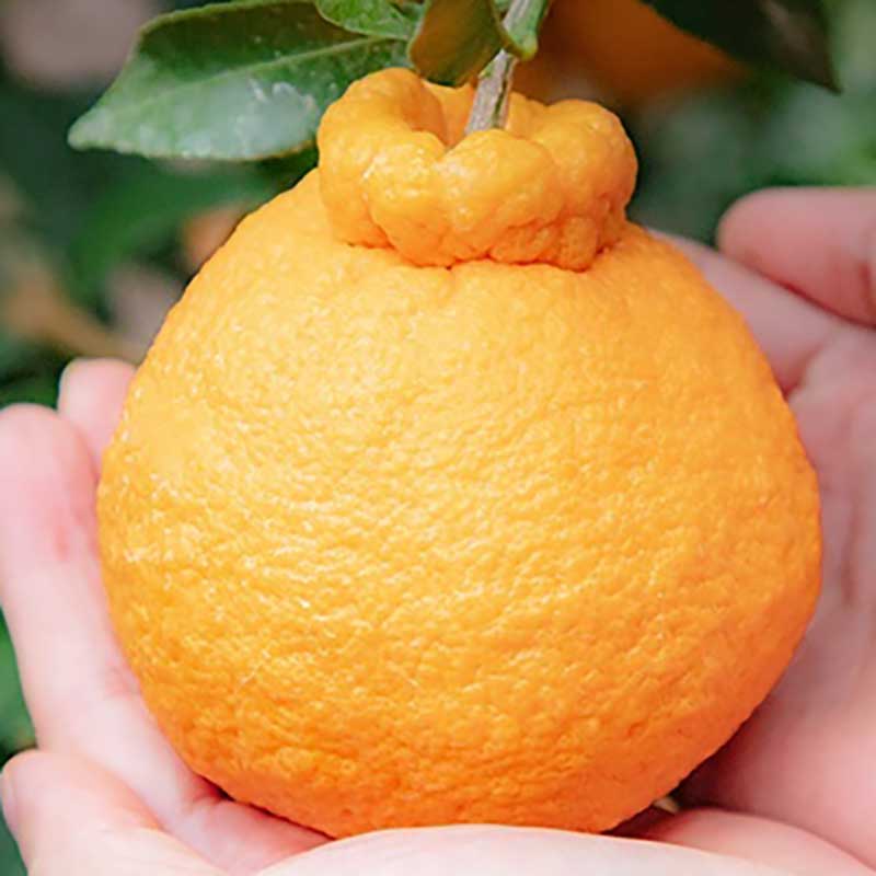 [가성비 특가] 새콤달콤 미친당도 제주 한라봉 특품 벌크 하우스 노지 한라봉 27,600원