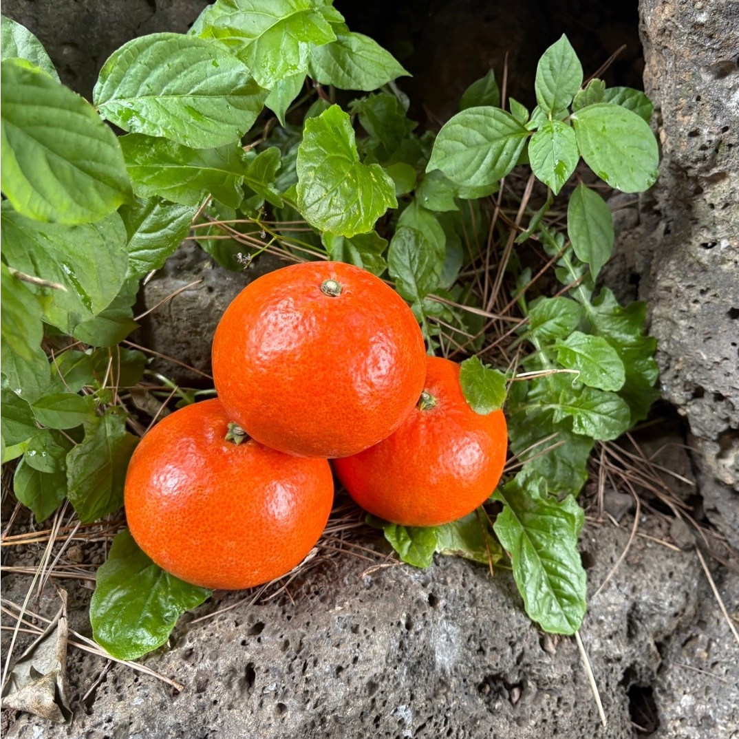 제주 홍매향 홍미향 썬레드 정품홍귤, 1박스, 중과 정품 2.5kg 38,700원