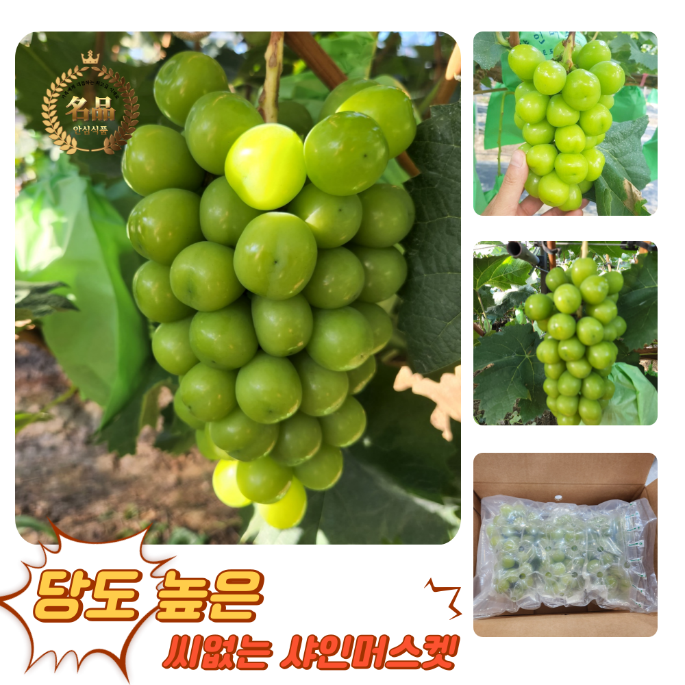 [굿피플] 샤인머스켓 샤인머스켓포도 사인머스켓 청포도 포도 과일 샤인, 1박스, 샤인머스캣 일반 1kg내외(2-3송이) 15,860원