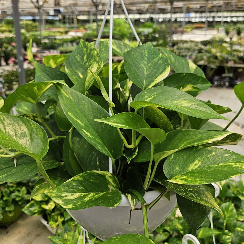 아비가든 스킨답서스 중형행잉 (식물+행잉걸이2색+받침) 공기정화식물 행잉식물 식물인테리어 17,640원