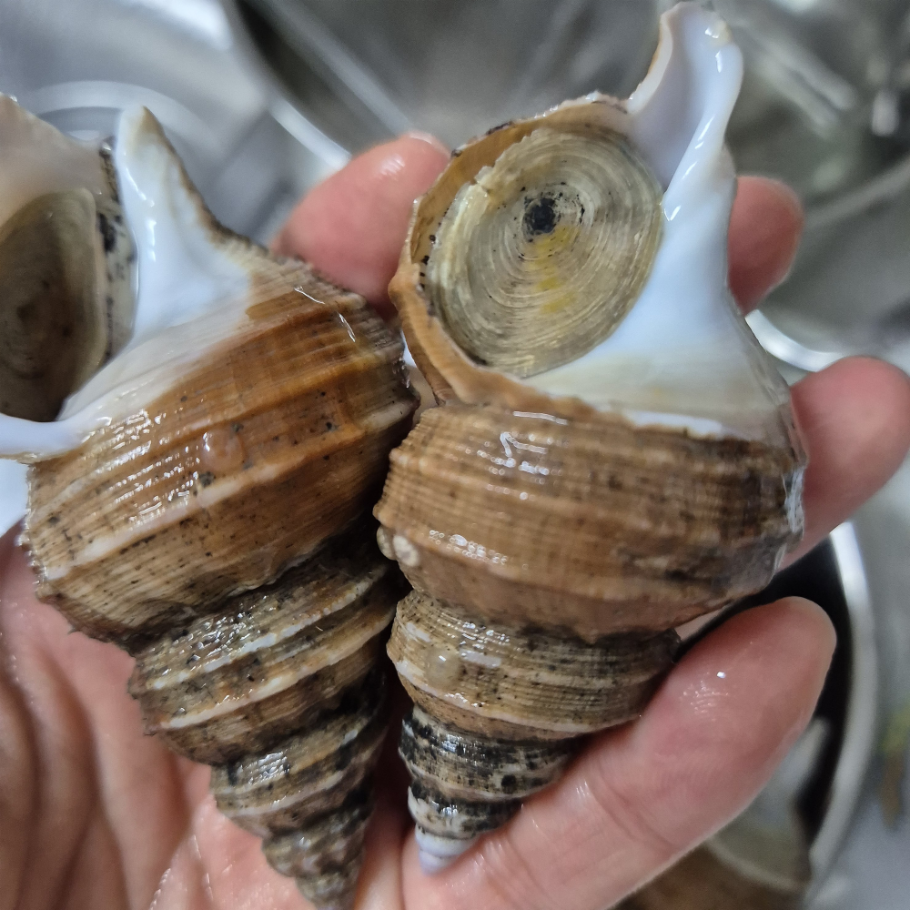 푸른마을 오늘잡은 활고동들 싱싱한 상태로 포항 산지직송, 1박스, 살고동 중대 1kg20미 내외 23,900원