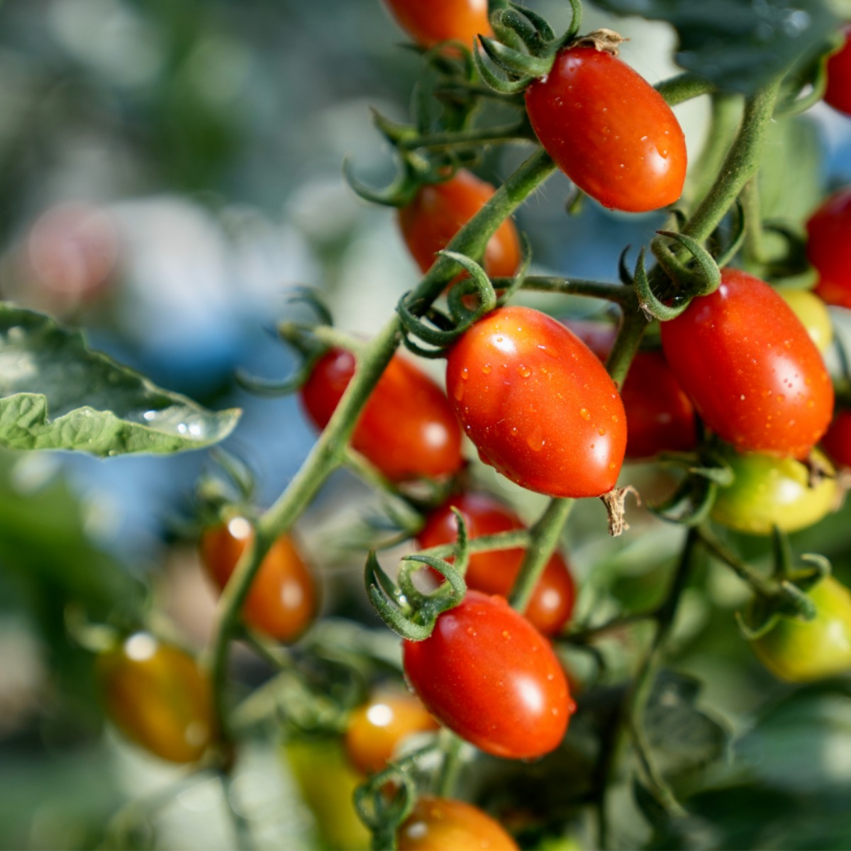 [초록팜] 달콤한 스테비아 대추방울 토마토, 1박스, 1kg 12,800원