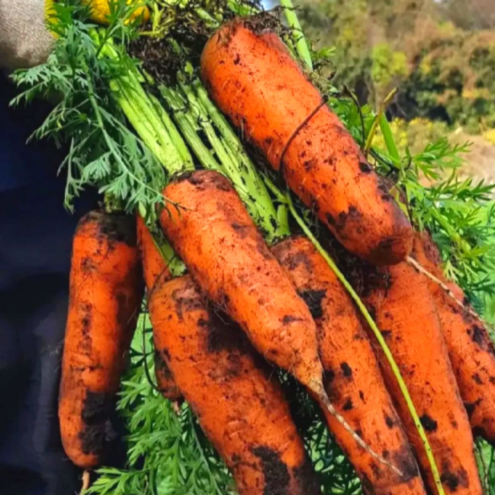 [신년특가] 산지직송 아삭달달 구좌읍 제주당근 8,000원