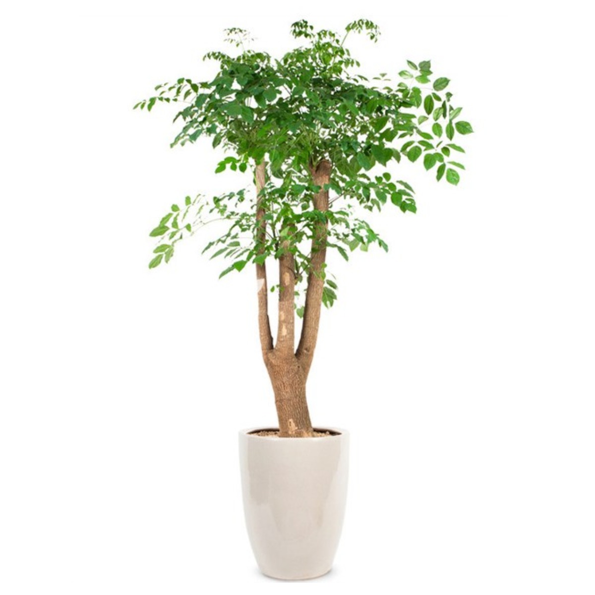 엔젤플라워 초특가 특대형식물 개업화분 축하화분 행운목 황금죽 고무나무 당일배송꽃배달, A20 해피트리, 1개 99,000원