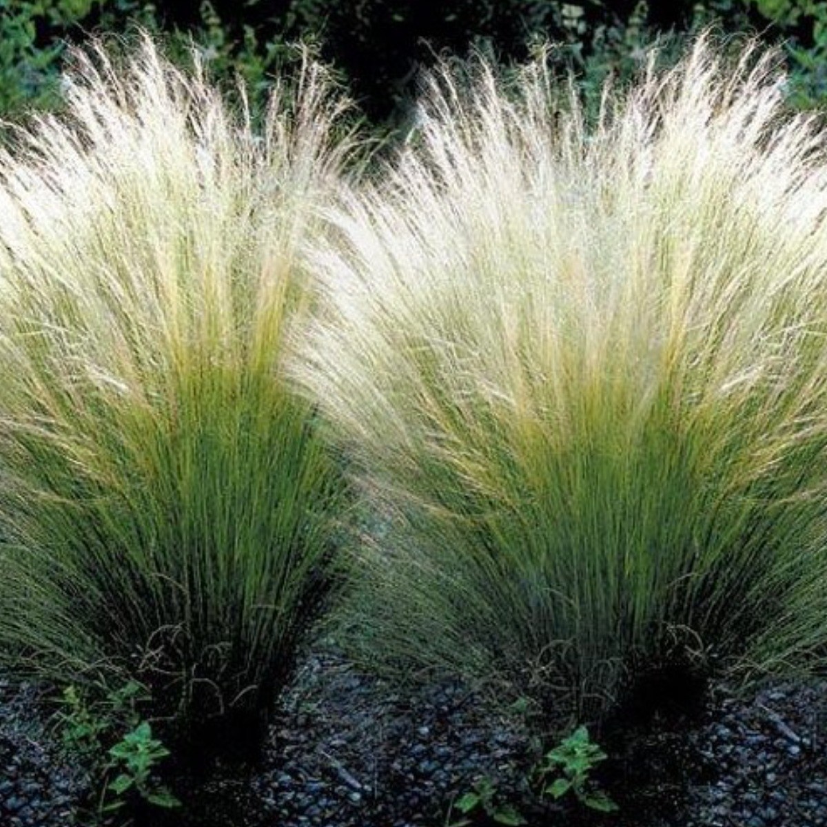 Grass 깃털사초 (털수염풀) 씨앗 소포장 대포장 선택, 1개 30,000원