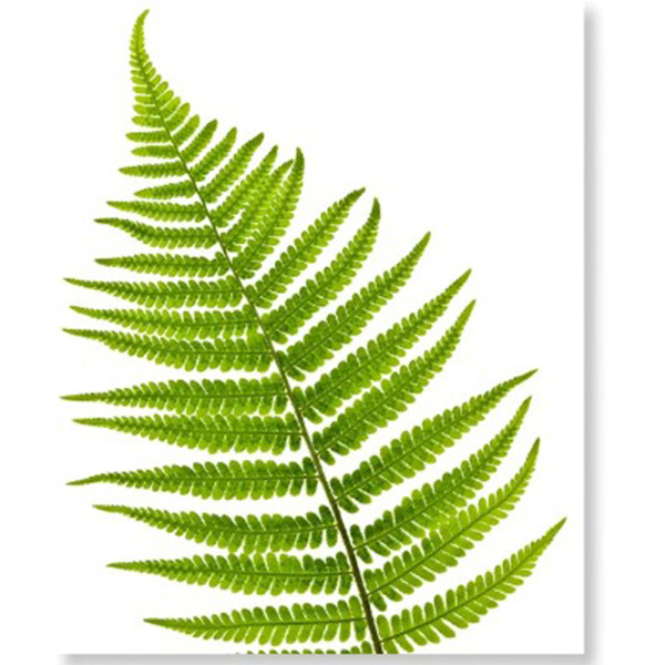 더홈아트 인테리어액자 식물 양치식물 15,900원