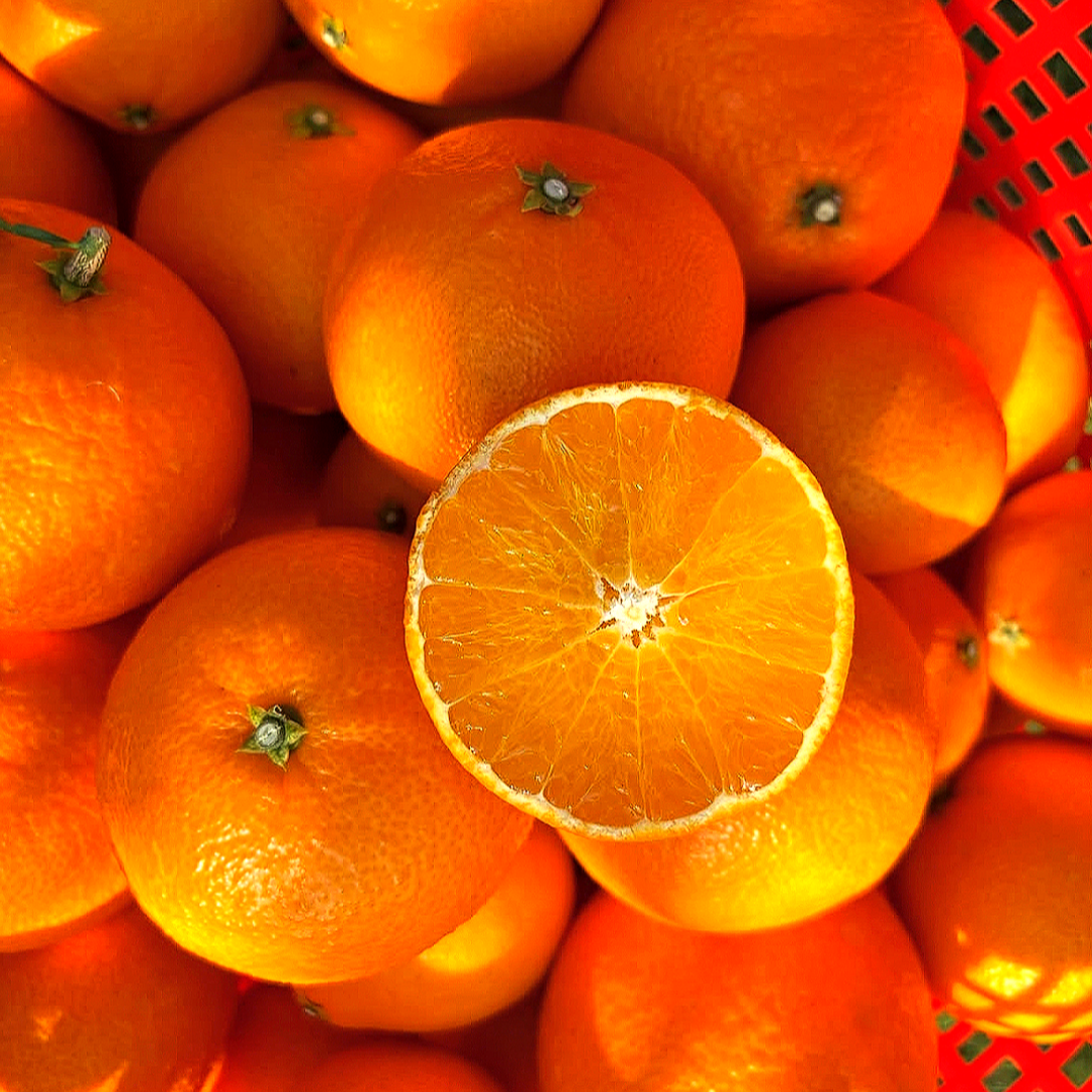 [50박스한정] 최대16brix  제주 천혜향 농가직배송 26,900원