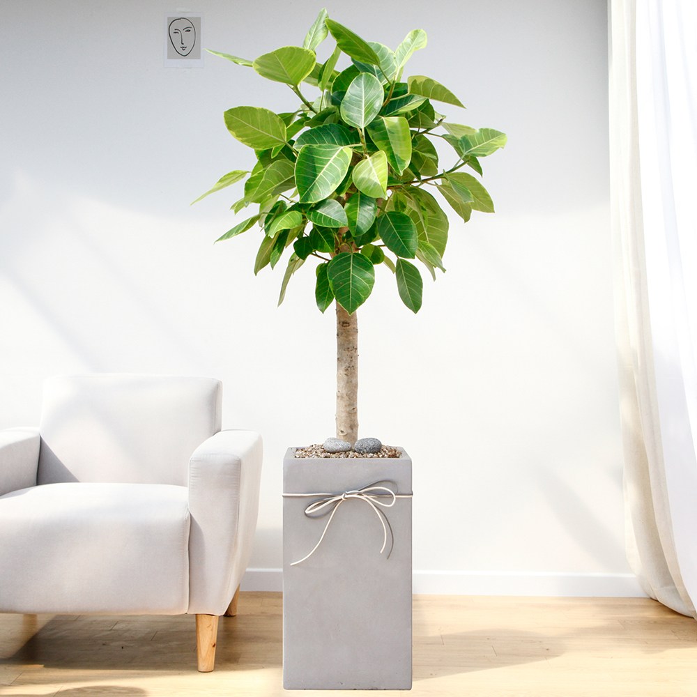 드셀플라워 금전수 돈나무 개업 화분 집들이 선물 승진 사무실 이전 병원 개원 식당 개업식 축하 화분 배달 당일배송 대형 그레이 사각 경량화분 119,000원