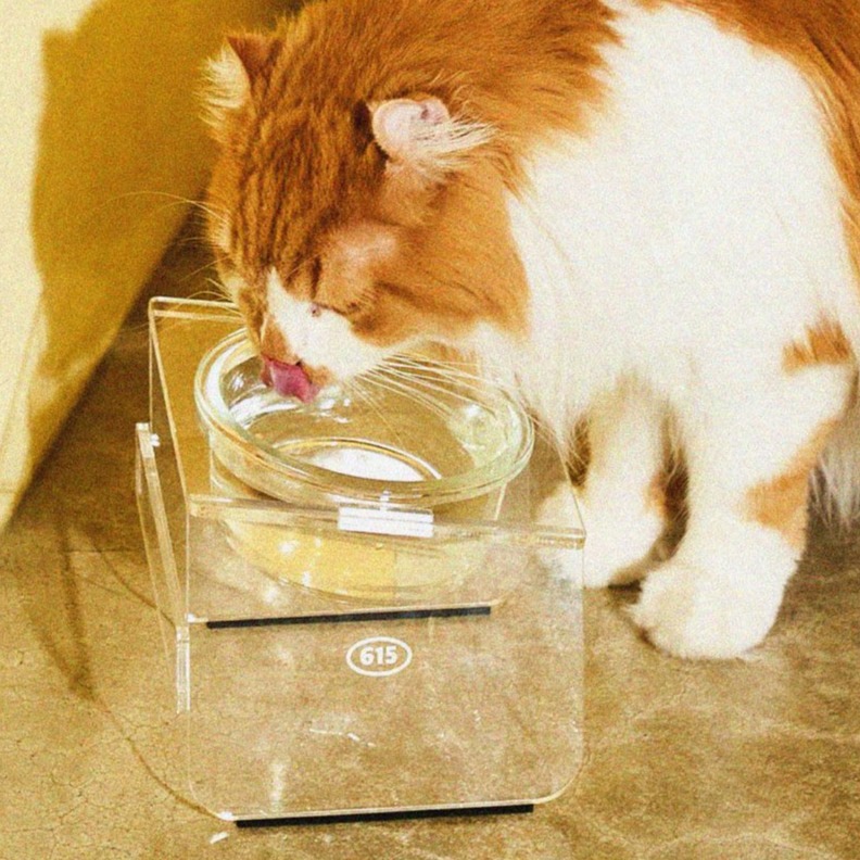 우다다맨숀 고양이 아크릴 식기 1구, 클리어, 1개, 현재가 14,310원