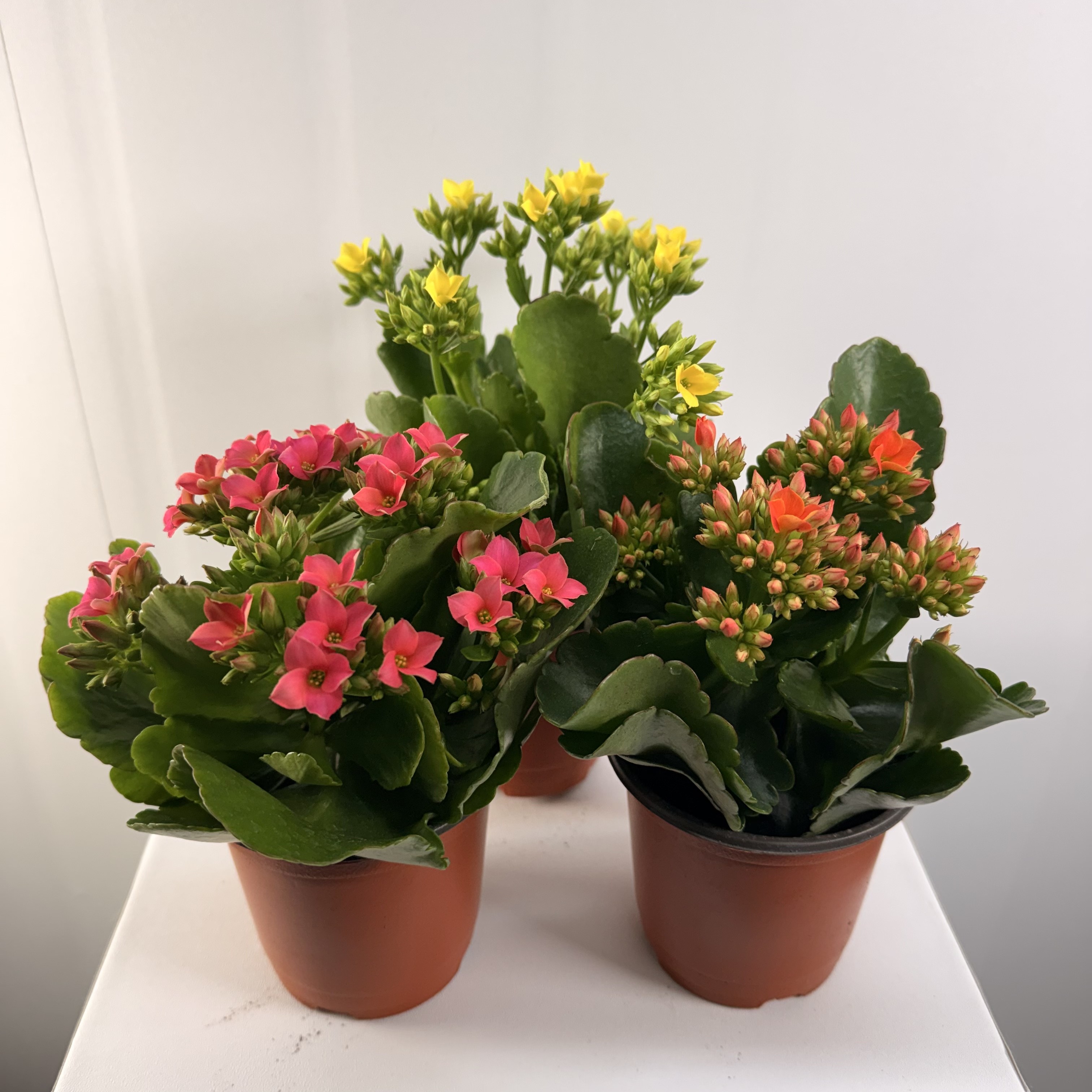 윤스가든 가랑코에 카랑코에 칼란디바 퀸로즈 사계절피는꽃 다육식물 꽃모종 공기정화식물 실내화초 반려식물 소형, 3개, 1.가랑코에_식물만_색상랜덤 14,900원