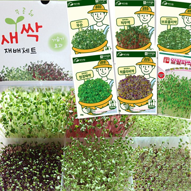 세경팜 새싹재배기 재배세트 대 씨앗6종 새싹채소씨앗 키우기, 1개 30,990원