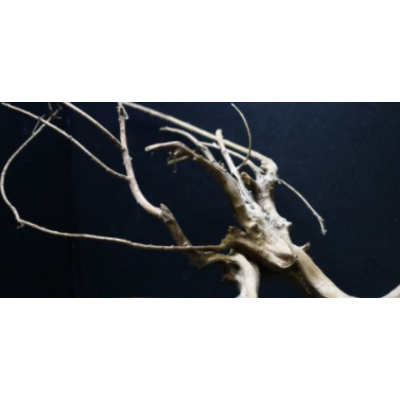 파충류 용품 가지유목 소 - 더쥬, 1개, 현재가 3,500원