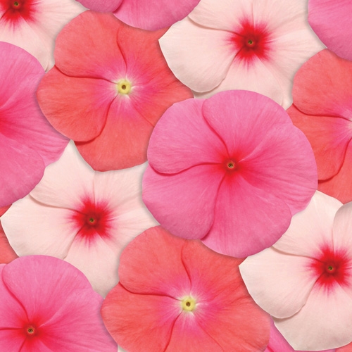 아시아종묘 씨앗 고급꽃 일일초 1000립 퍼시피카 혼합, 1개 60,000원