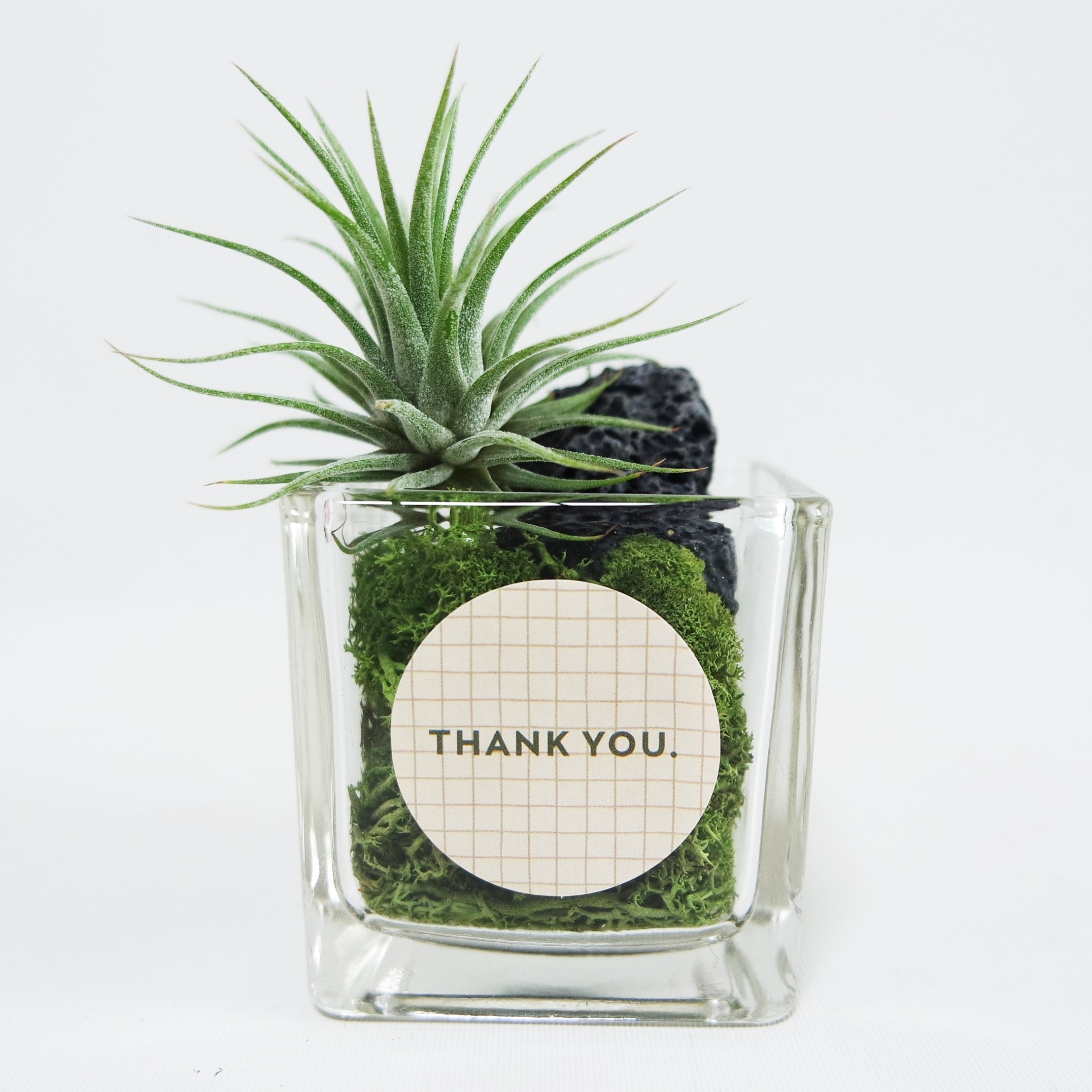 공기정화식물 이오난사 스칸디아모스 사각 유리 화분 키트 식물 답례품 집들이선물 틸란드시아 키우기, 1개 9,900원