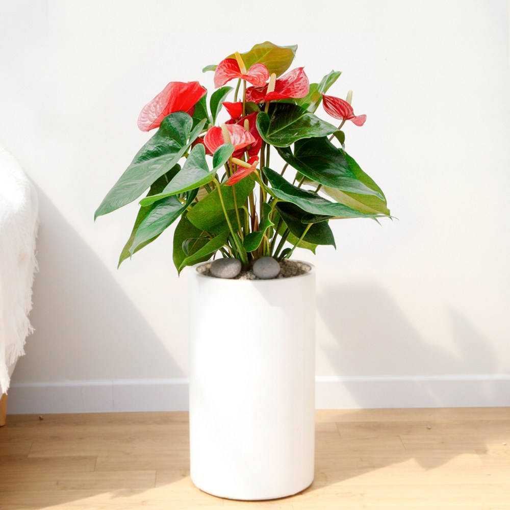 드셀플라워 금전수 뱅갈고무나무 집들이 선물 승진 사무실 이전 병원 개원 개업축하 화분 배달 당일배송 67.대형_안스리움 흰색원형 경량화분 109,000원