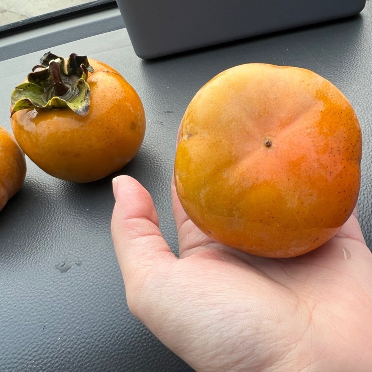 일심묘목농원 차량단감 3년생 결실주 분묘 29,000원