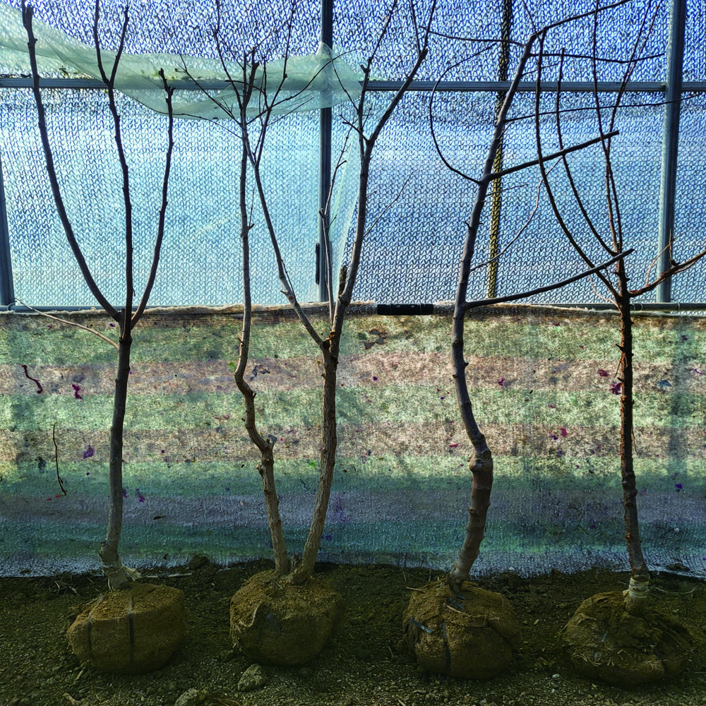 결실주 유실수 판매(대봉감 태추단감 사과나무 앵두나무 수퍼단석류), 1개, 앵두나무 결실주 분묘 25,000원