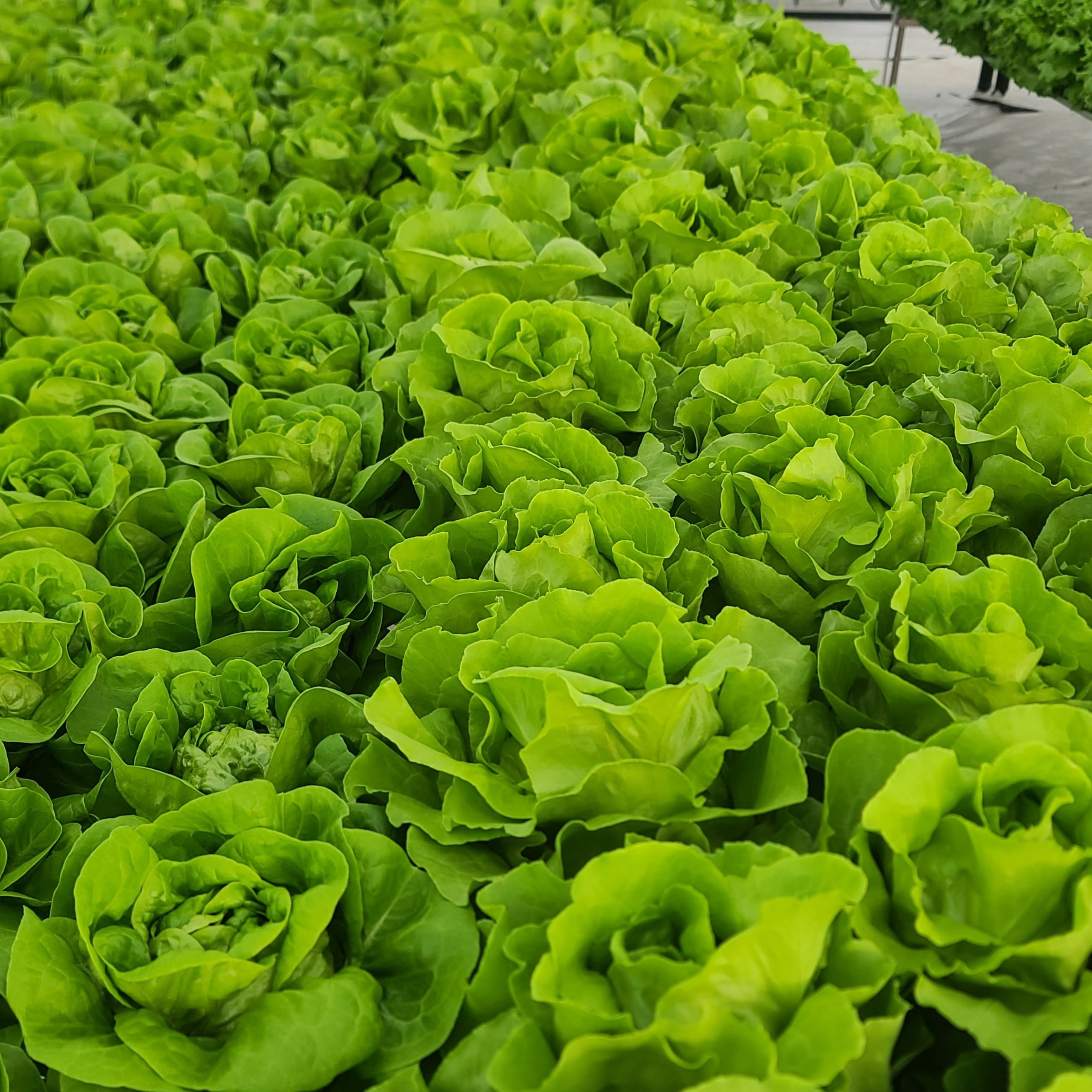 [도하팜] [버터헤드 단일품목] 수경재배 무농약 GAP 유럽샐러드 11,500원