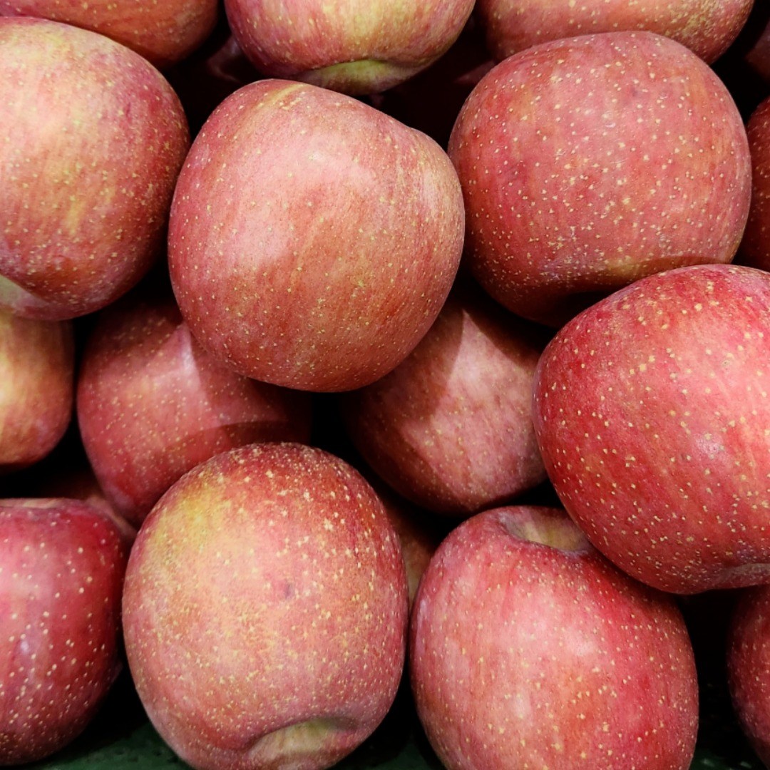 고당도 청송사과 단단한 부사사과 가정용 선물용, 1박스, 5kg 24,800원